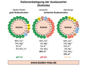 DBV Bodenfunktionstest für besseren Humus