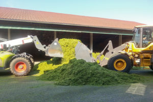 DBV Ganzpflanzensilage GPS 